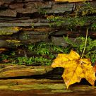 Colourful stump