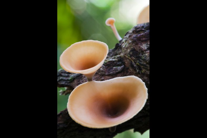 Fungos