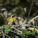 Disheveled Common Yellowthroat