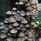 Shhrooms