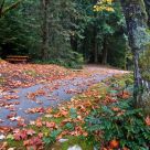 Autumn Colors