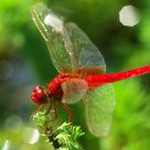 Red Dragonfly