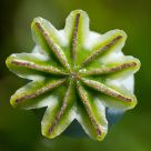 Papaver Capsule