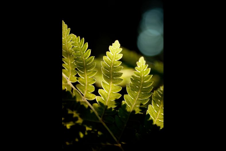 Floating Ferns