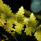 Floating Ferns