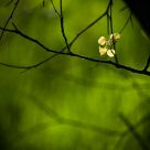 Green Meditation