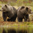 Bears