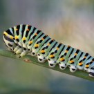 caterpillar of macaon