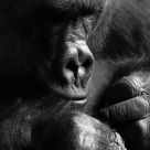 cogito, ergo sum