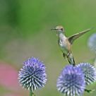 Female Ruby-throated Hummingbird II
