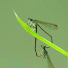 Damselfly Mating