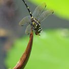 Wasp Killer