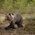 Brown bear
