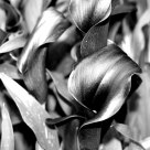 Lis Calla, Calla Lily