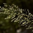 Backlit