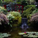 Japanese Garden