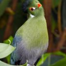 Inquisitive Bird