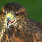 Bird of prey