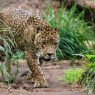 Prowl