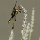 Dragonfly on Lavender