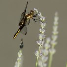 Dragonfly on Lavender
