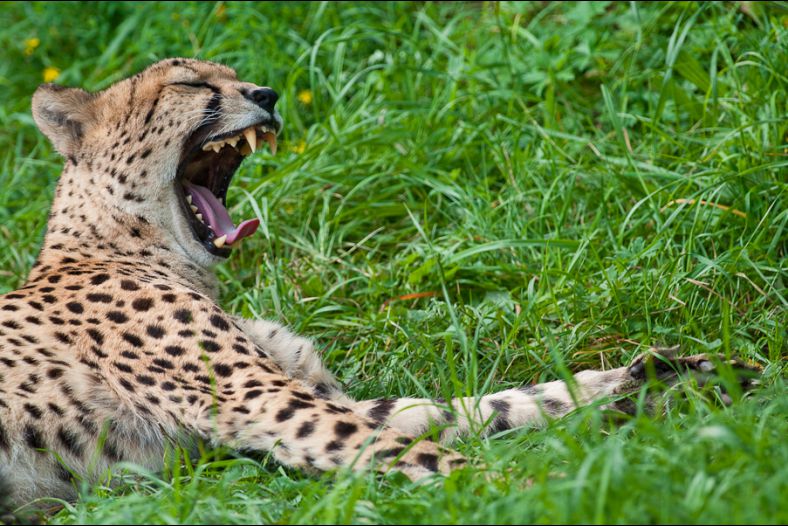 Cheetah