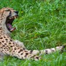 Cheetah