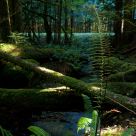 Fern Setting