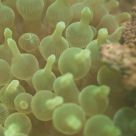 Anemone