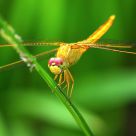 Golden Dragonfly