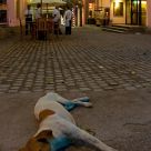 Stray and waiters