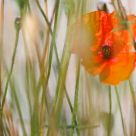 coquelicot