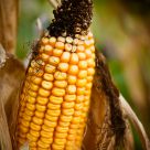 Season of Harvest