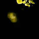 Echo