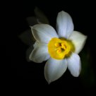 Narcissus