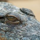 Alligator
