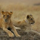Youngsters