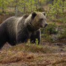 Brown Bear