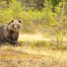 Brown bear