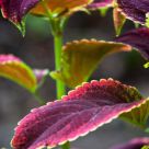 leaves