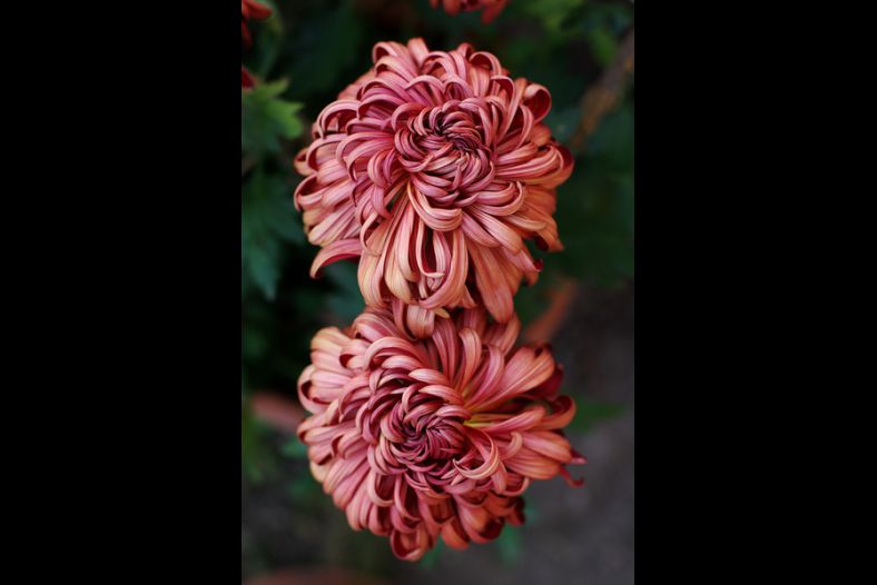 Chrysanthemum