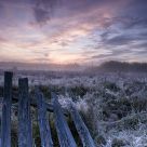 Dawn of the Bialowieza meadows