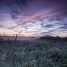 Dawn of the Bialowieza meadows