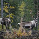 Wild reindeers