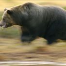 Brown bear