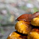 slug