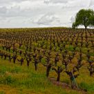Russian River Winery