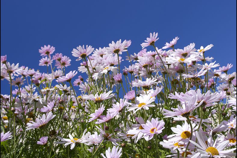 A riot of daisies