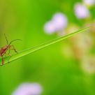 Tiny Bug 2