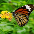 Danaus genutia